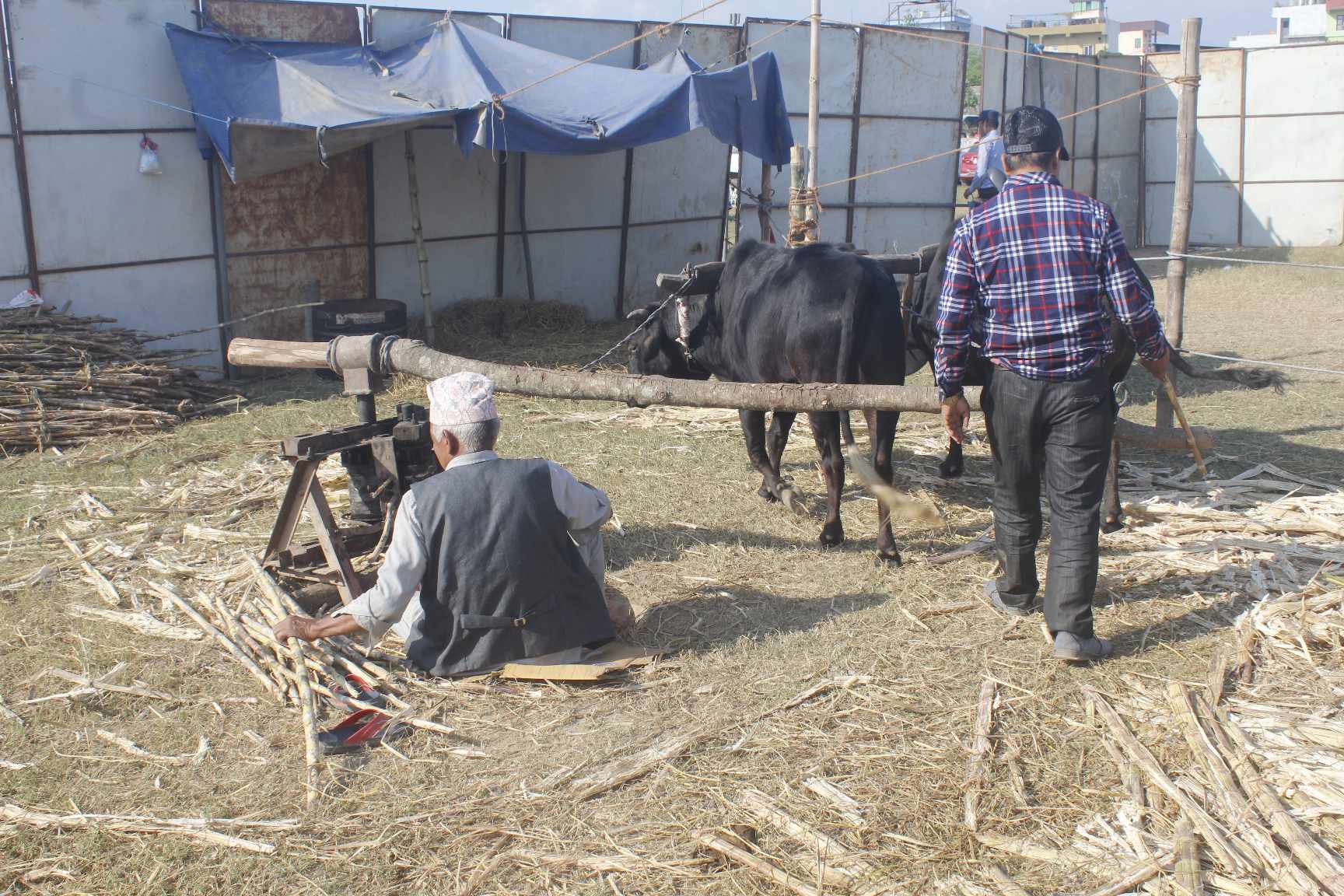 तिलोत्तमा मेलामा परम्परागत उखु कोल र रसेटोले तान्यो दर्शकको ध्यान  